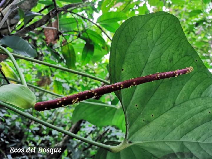 Anthurium subsignatum