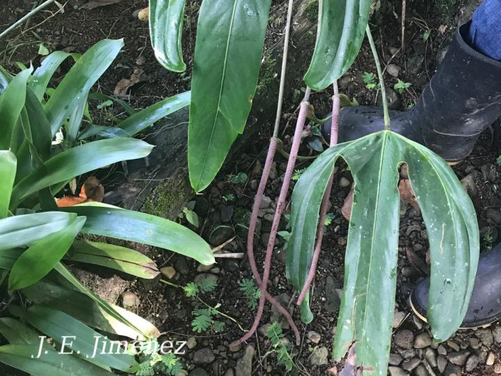 Anthurium tilaranense