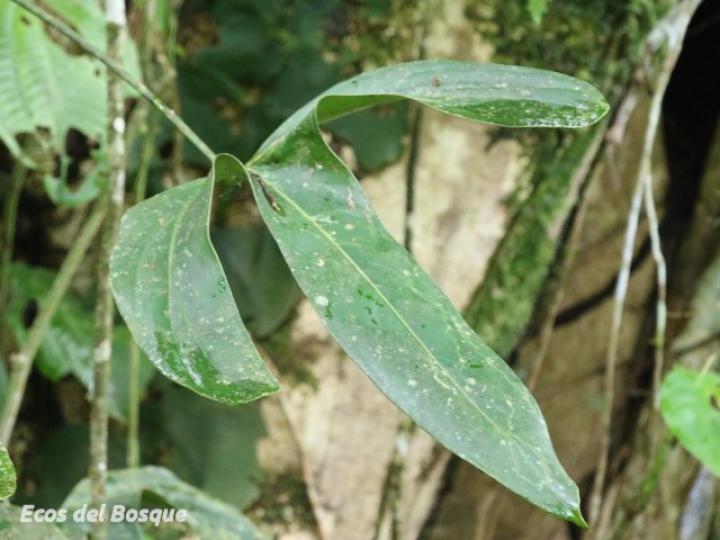 Anthurium tilaranense