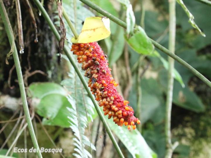 Anthurium tilaranense