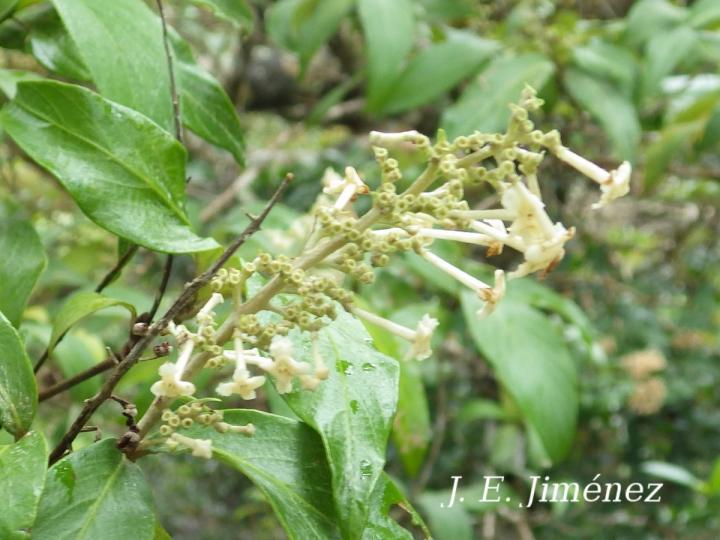 Arachnothryx buddleoides