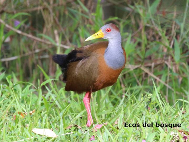 Aranides cajaneus