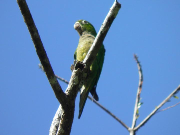 Eupsittula nana