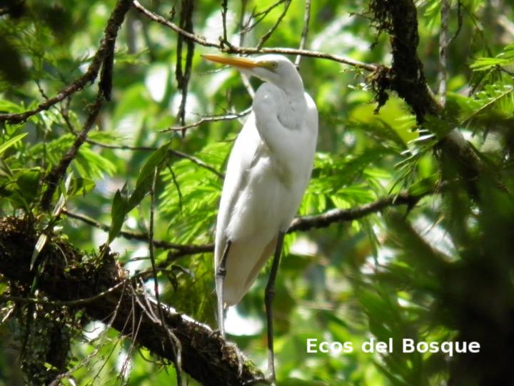 Ardea alba