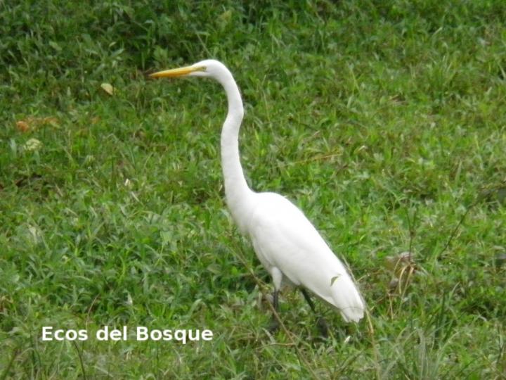 Ardea alba
