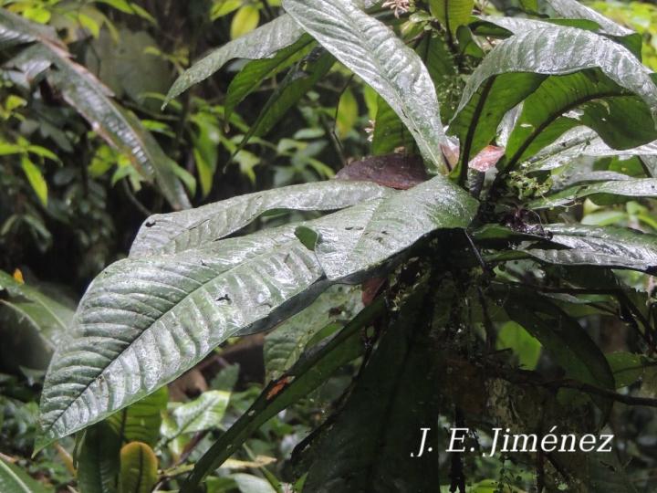 Ardisia auriculata