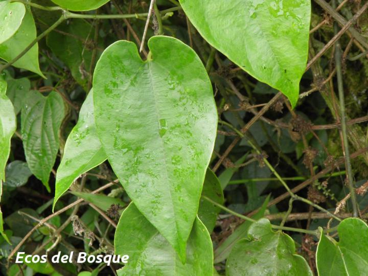 Aristolochia constricta