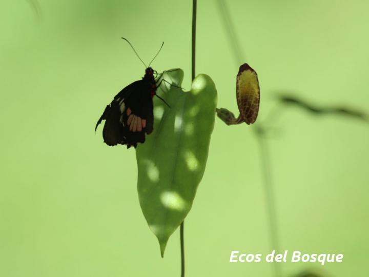 Aristolochia constricta