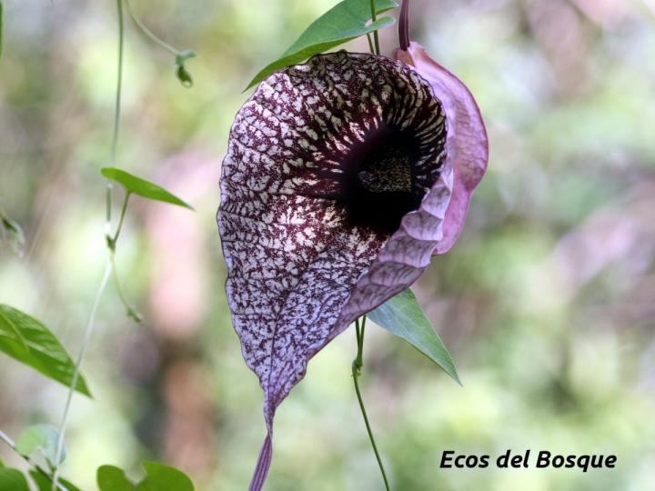 Aristolochia grandiflora