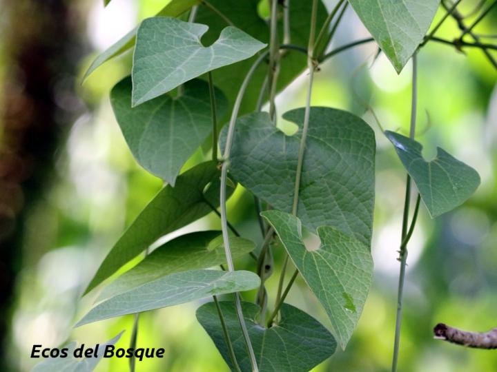 Aristolochia grandiflora