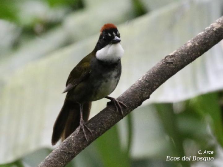 Arremon brunneinucha