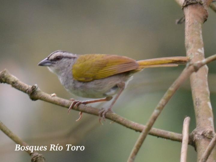 Arremonops conirostris