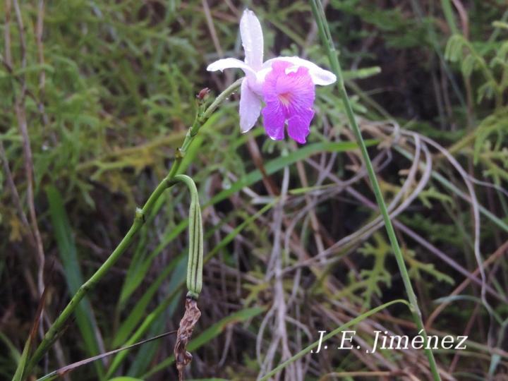 Arundina graminifolia