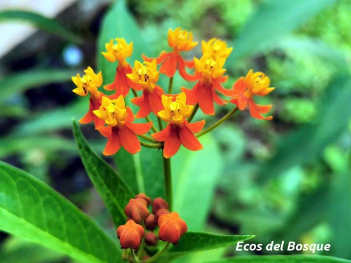 Asclepias curassavica