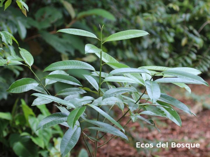 Aspidosperma desmanthum