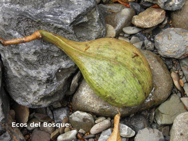 Aspidosperma desmanthum