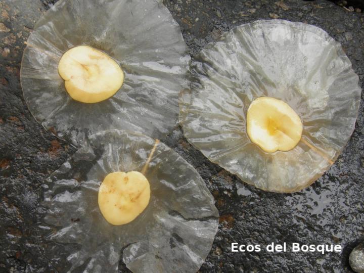 Aspidosperma desmanthum