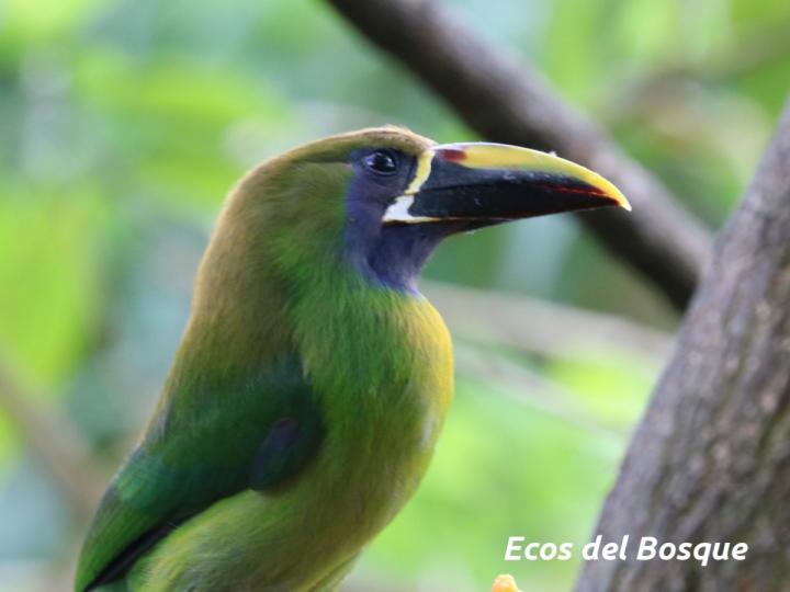 Aulacorhynchus prasinus