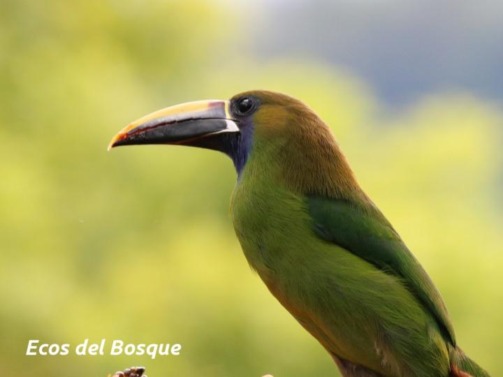 Aulacorhynchus prasinus