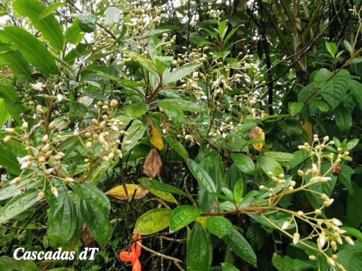 Baccharis pedunculata, hojas y flores.
