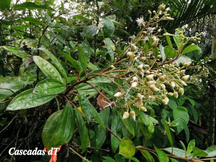 Baccharis pedunculata, hojas y flores.