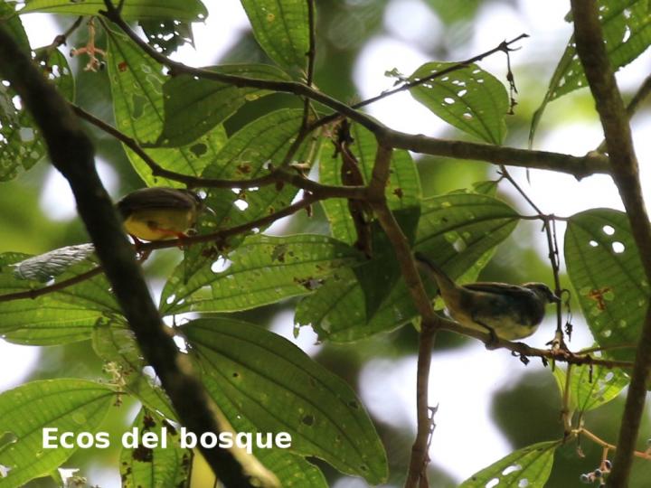 Brasileuterus culicivorus