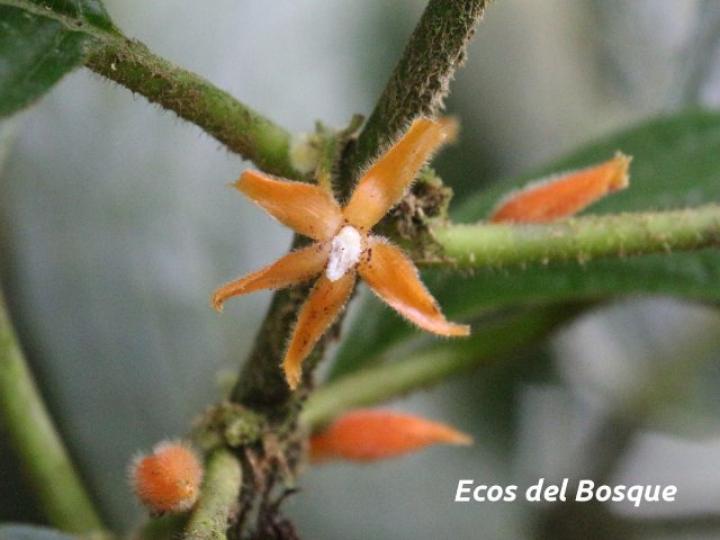 Besleria columneoides