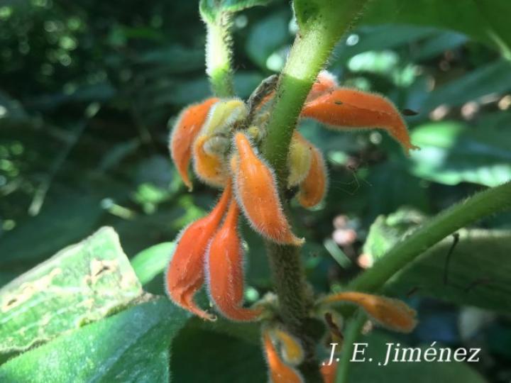 Besleria columneoides