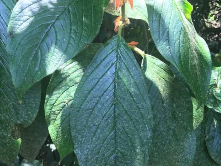 Besleria columneoides