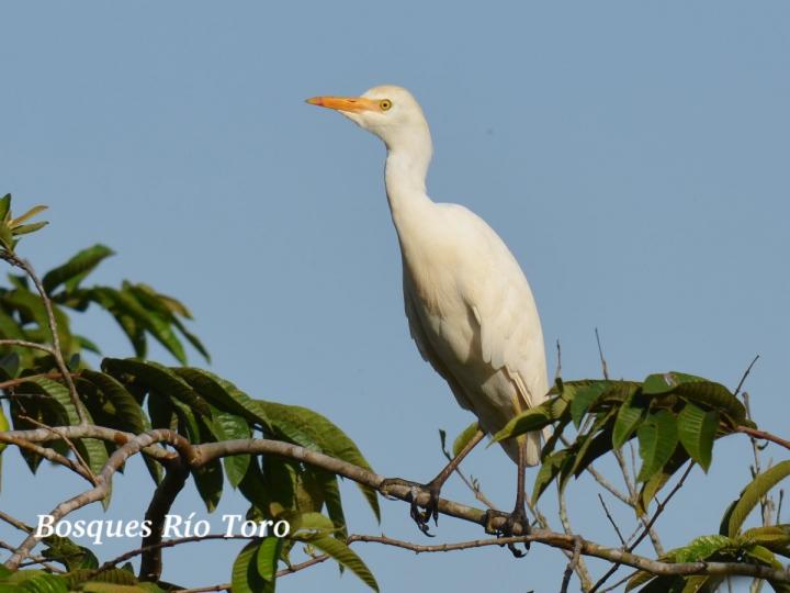 Bubulcus ibis (Garza bueyera)