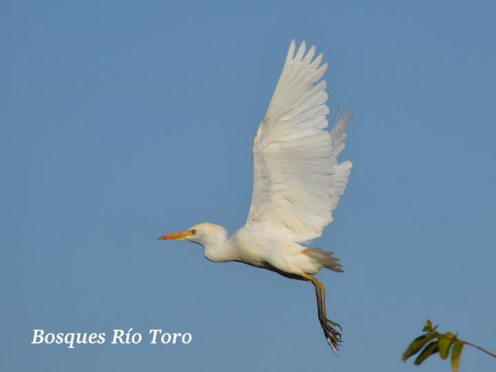 Bubulcus ibis (Garza bueyera)