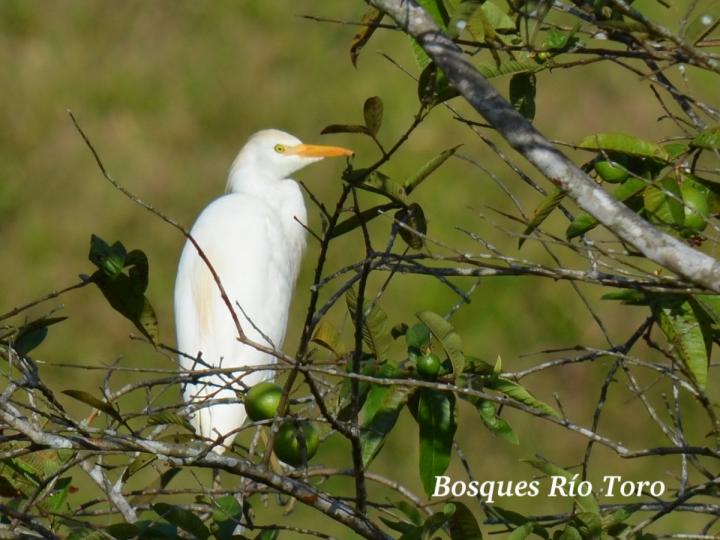 Bubulcus ibis (Garza bueyera)