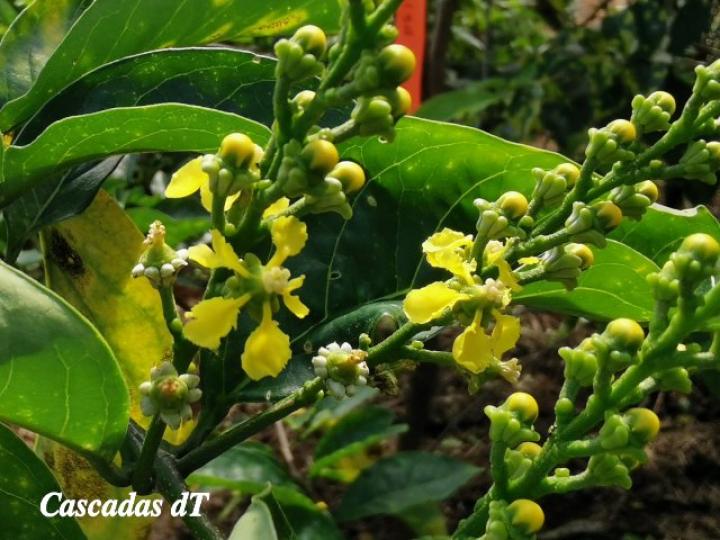 Bunchosia argentea, flores.