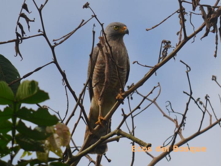 Rupornis magnirostris