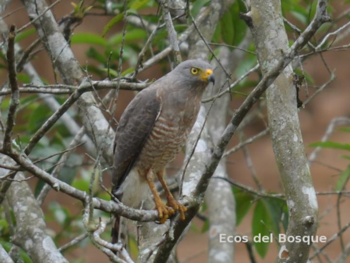 Rupornis magnirostris