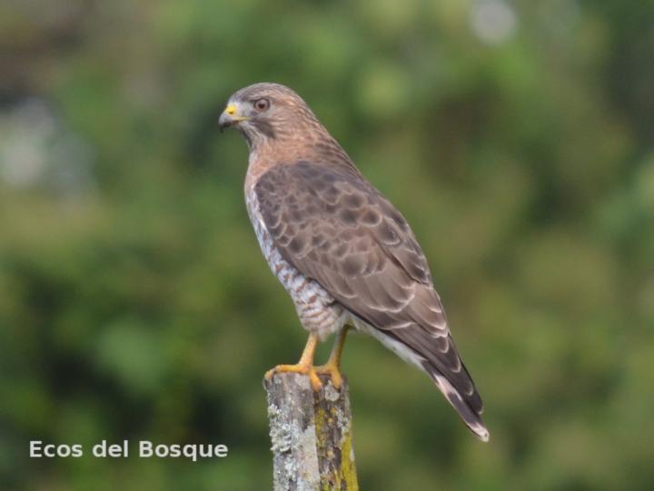 Buteo platypterus | Ecos del Bosque Buteo Buteo