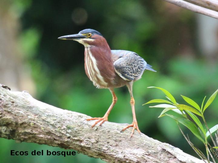 Butorides virescens