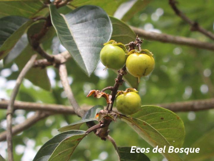 Byrsonima crassifolia