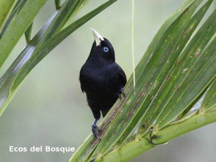 Cacicus uropygialis