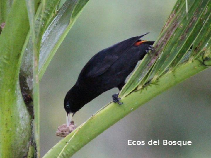 Cacicus uropygialis