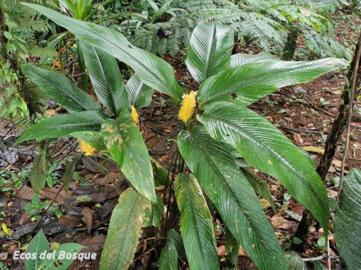 Calathea lasiostachya