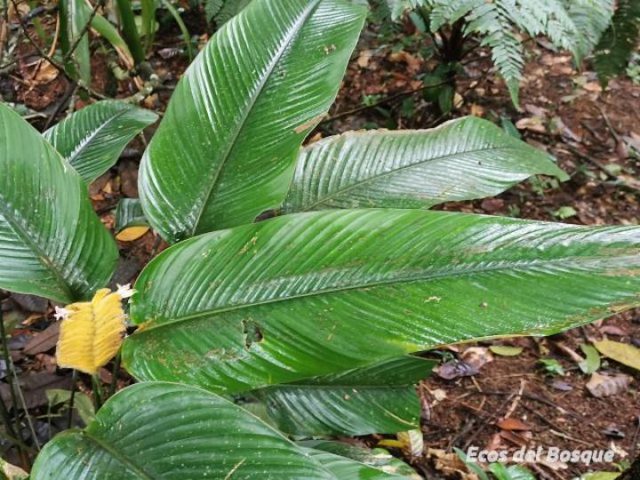 Calathea lasiostachya