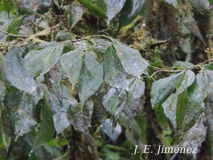 Calliandra trinervia