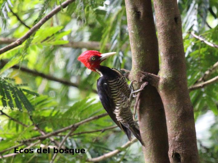 Campephilus guatemalensis