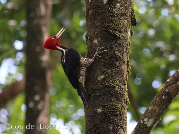 Campephilus guatemalensis