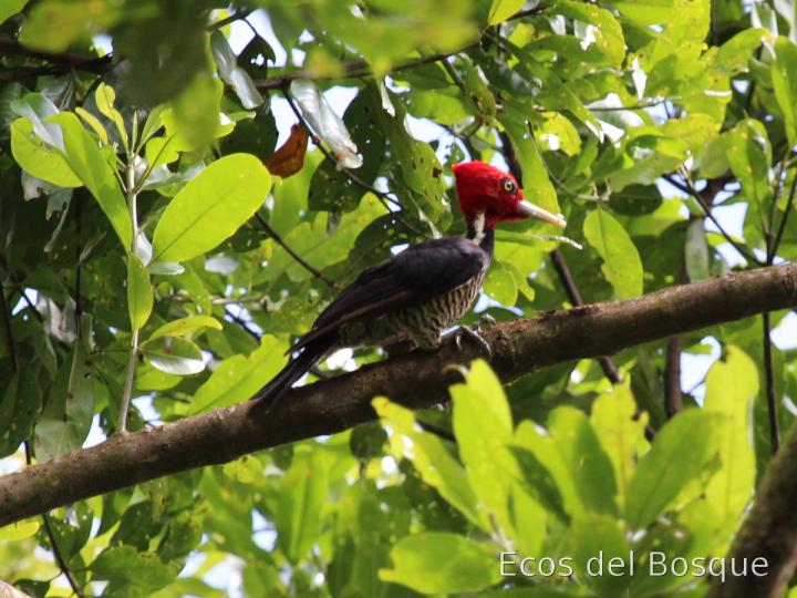 Campephilus guatemalensis