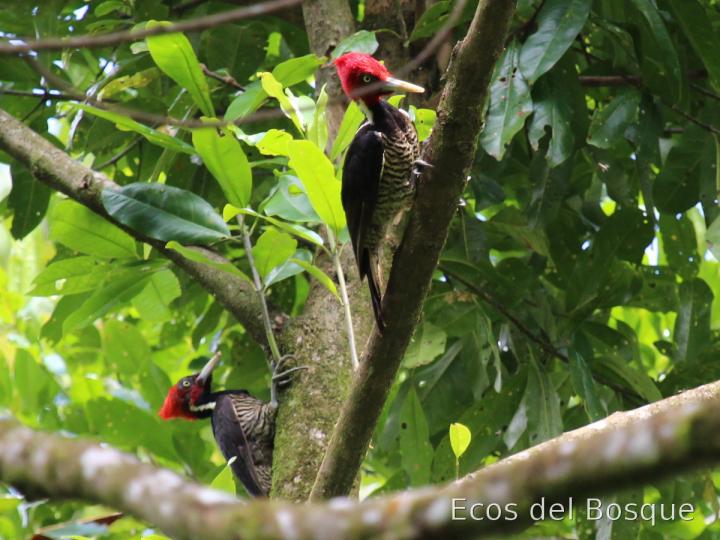 Campephilus guatemalensis
