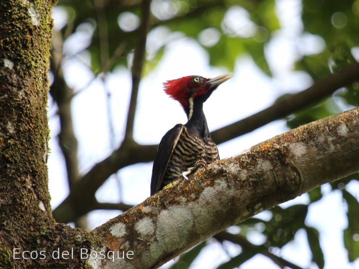 Campephilus guatemalensis