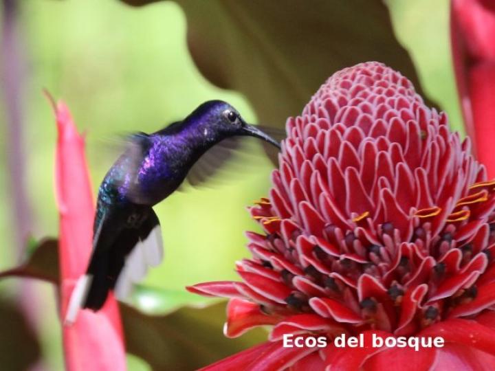 Campylopterus hemileucurus (Alas de sable violáceo)