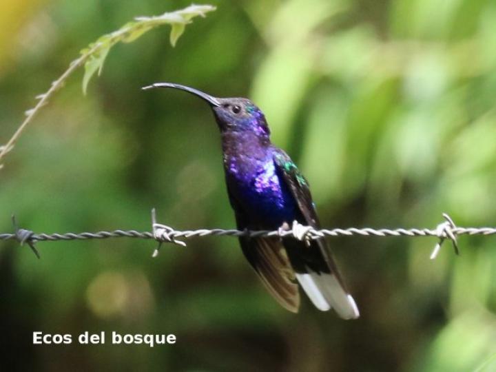 Campylopterus hemileucurus (Alas de sable violáceo)